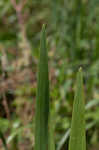 Giant blue iris